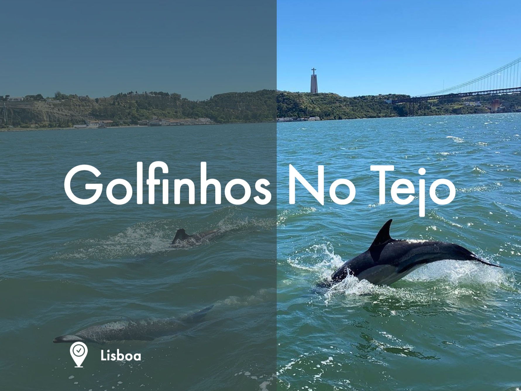 Golfinhos no Tejo